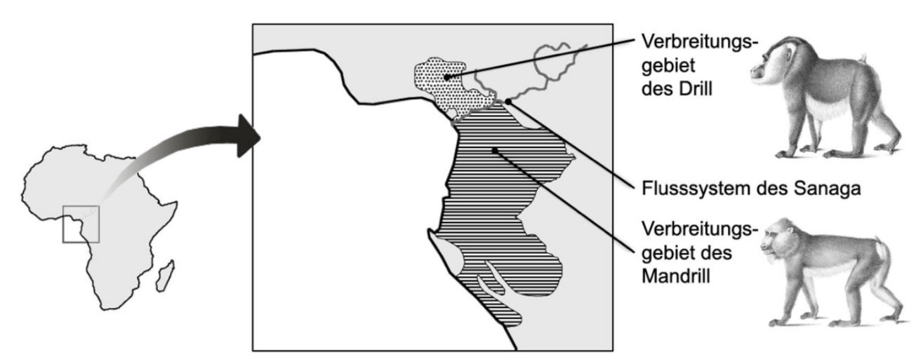 Karte Afrikas mit Verbreitungsgebieten von Drill und Mandrill sowie Flusssystem des Sanaga